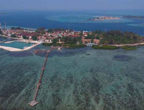 Penangkaran Hiu di Pulau Pramuka Berikan Sensasi Wisata Seru