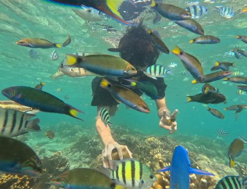 Snorkeling Pulau Pramuka – Spot, Harga, Rute, Itinerary