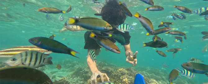 snorkeling pulau pramuka