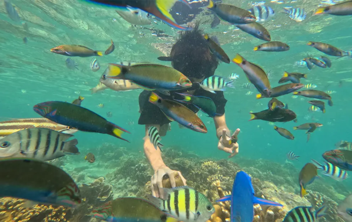 snorkeling pulau pramuka